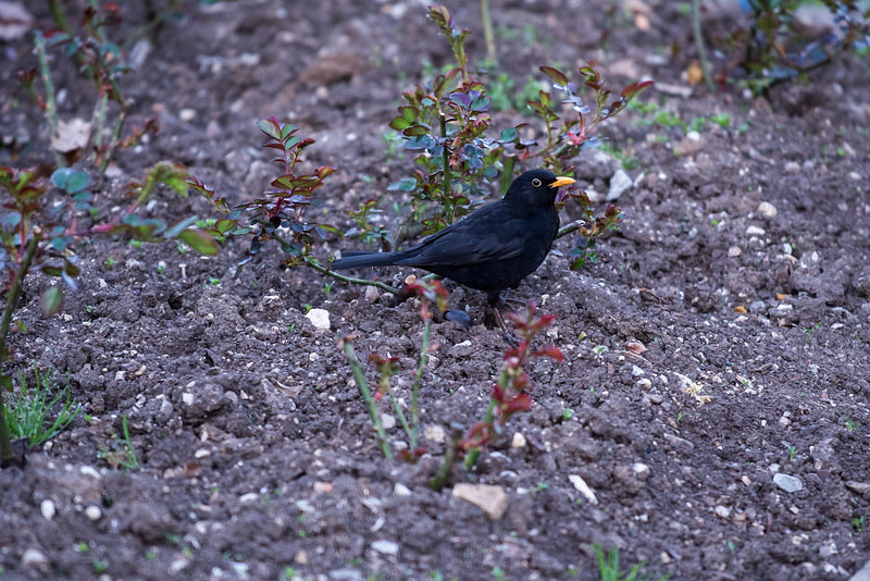 BESANCON: Un  merle noir (Turdus merula).