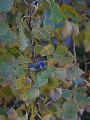 mésanges bleues  (Cyanistes caeruleus)