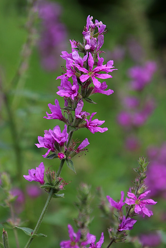 Purple Loosestrife (Explored)