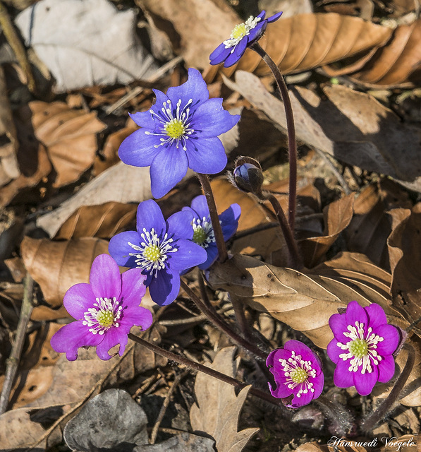 Leberblumen