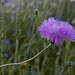 wildflower mini meadow