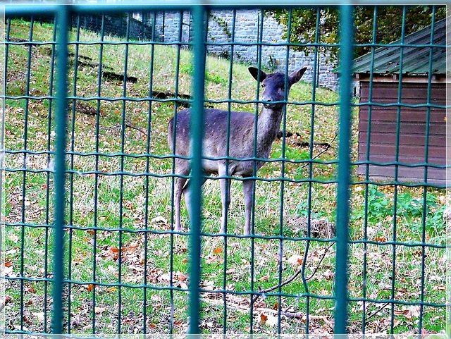 Au jardin des petits diables à Dinan (22)