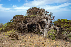 El Sabinar - 3