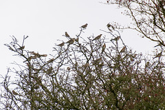 Fieldfare