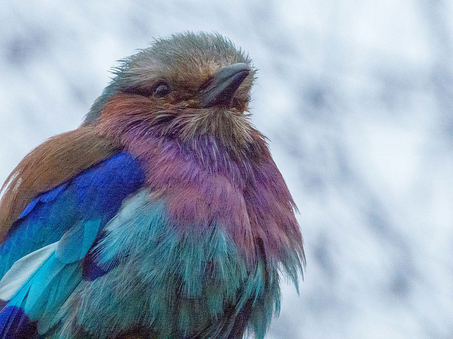 Violet chested roller bird (2)