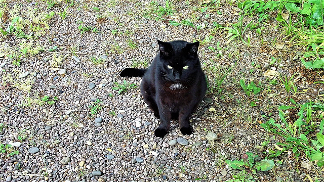 Pippin found the sun too hot