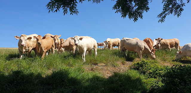 Cows in a field