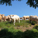 Cows in a field