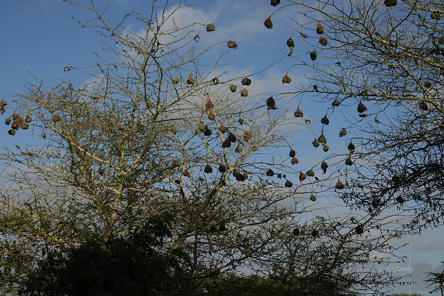 Beaucoup de vie dans les arbres,les boules suspendues.