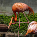 20210729 2268CPw [D~OS] Kuba-Flamingo, Zoo Osnabrück