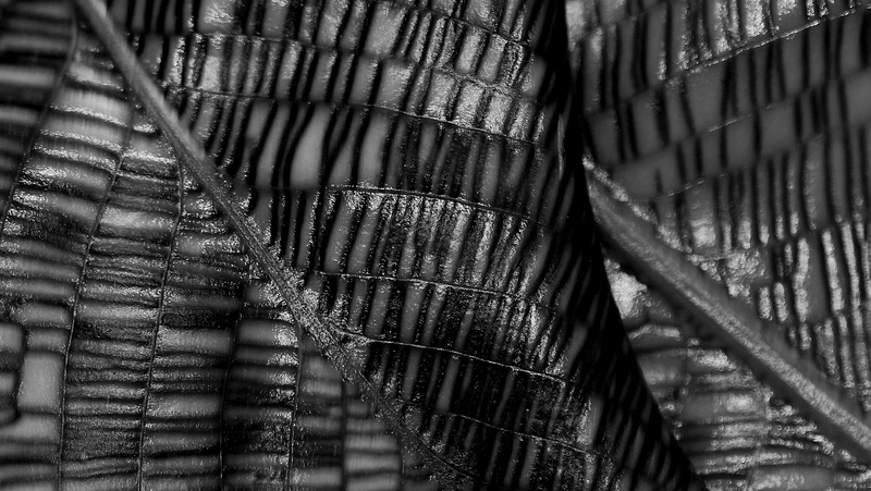 Calathea musaica , ou Calathea bella  - Devinette - Guess What