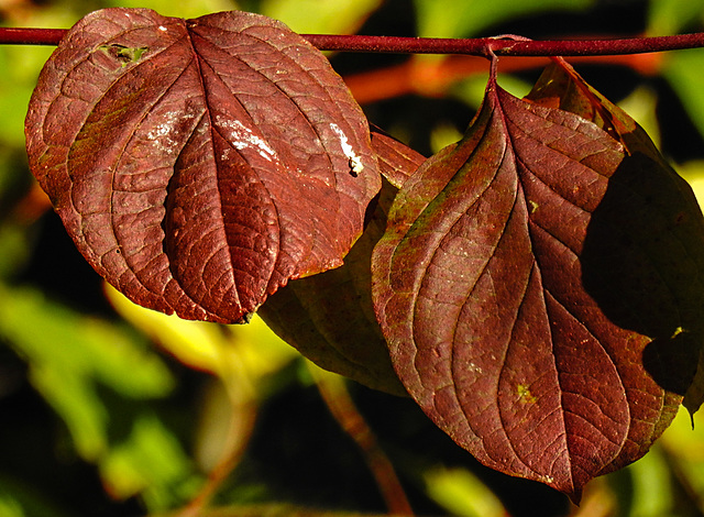 20221113 2039CPw [D~LIP] Apfelbeere (Aronia prunufolia 'Viking'), Bad Salzuflen