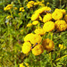 Rainfarn (Tanacetum vulgare L.,[1] Synonym: Chrysanthemum vulgare (L.) Bernh.)
