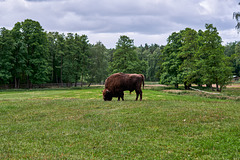 Wisentreservat Damerower Werder