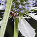 20230719 2527CPw [D~LIP] Flachblättriger Mannstreu (Eryngium planum), Kleine Mistbiene (Syritta pipiens), Bad Salzuflen