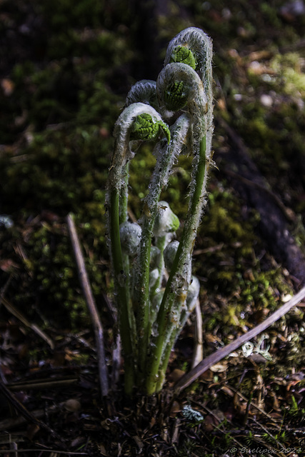 am Beaver Pond Trail (© Buelipix)