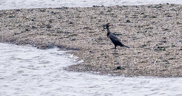 Cormorant