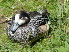 Scenes from Slimbridge (12) - 20 May 2015