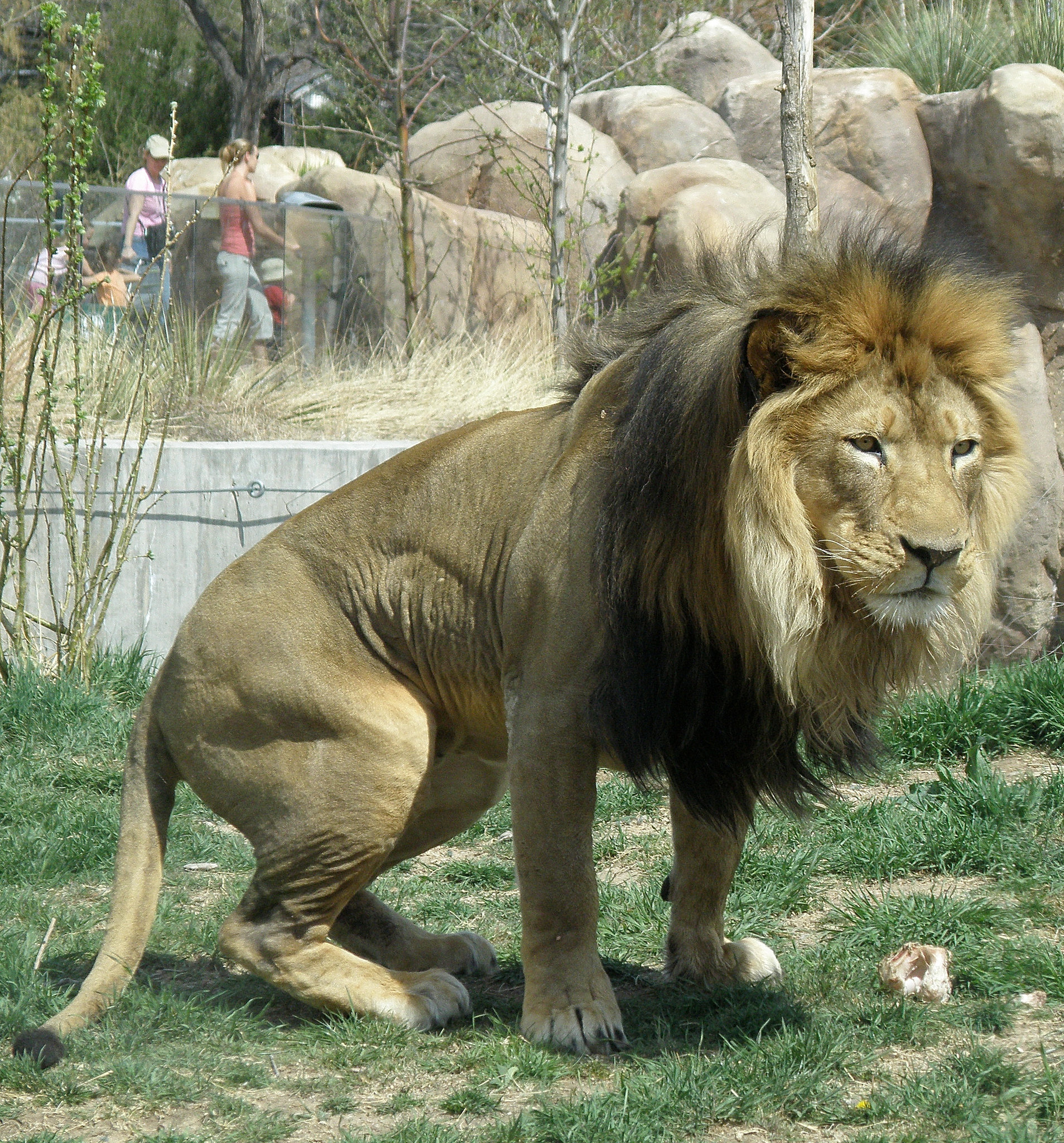 Ready to Pounce?