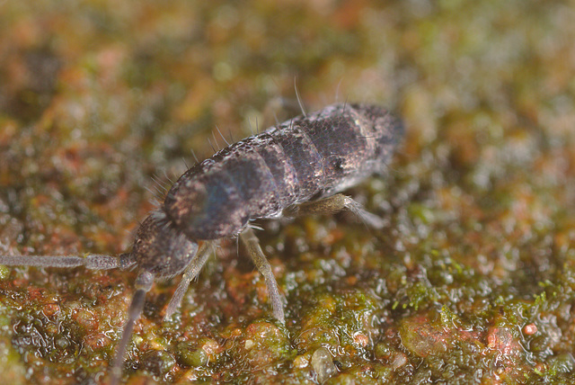 EF7A1448springtail