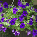 Petunia in basket