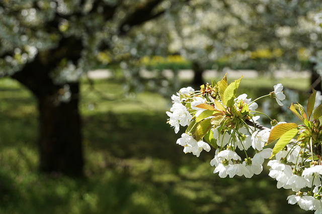 endlich Frühling