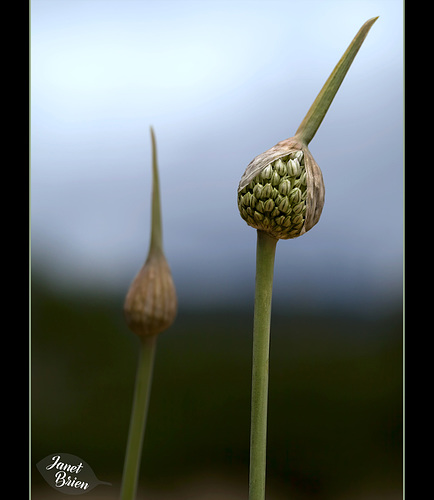 311/366: Garlic Marathon 3/9--Opening the Drapes