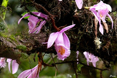 Orchidées sauvages