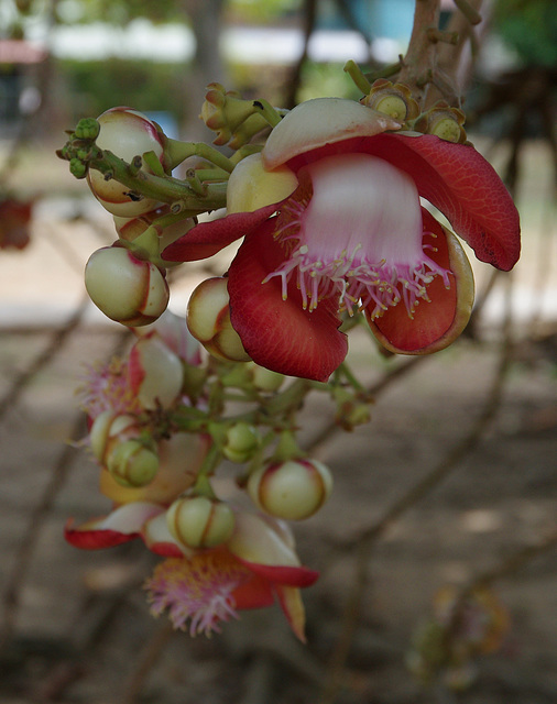 Cannonball Tree