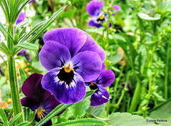 Pansies In The Weeds