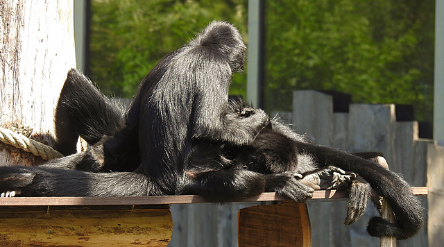 20210729 2269CPw [D~OS] Braunkopf-Klammeraffe, Zoo Osnabrück