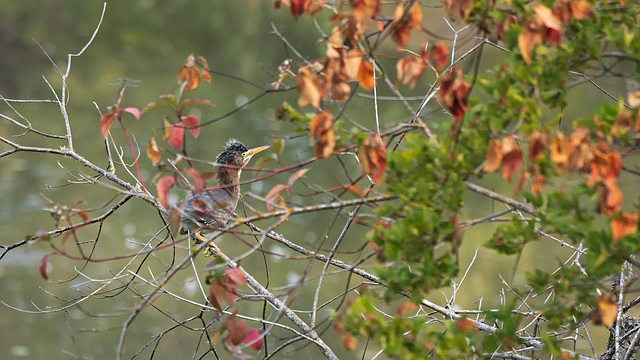 Young green heron on a dying tree