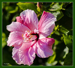 Hibiscus