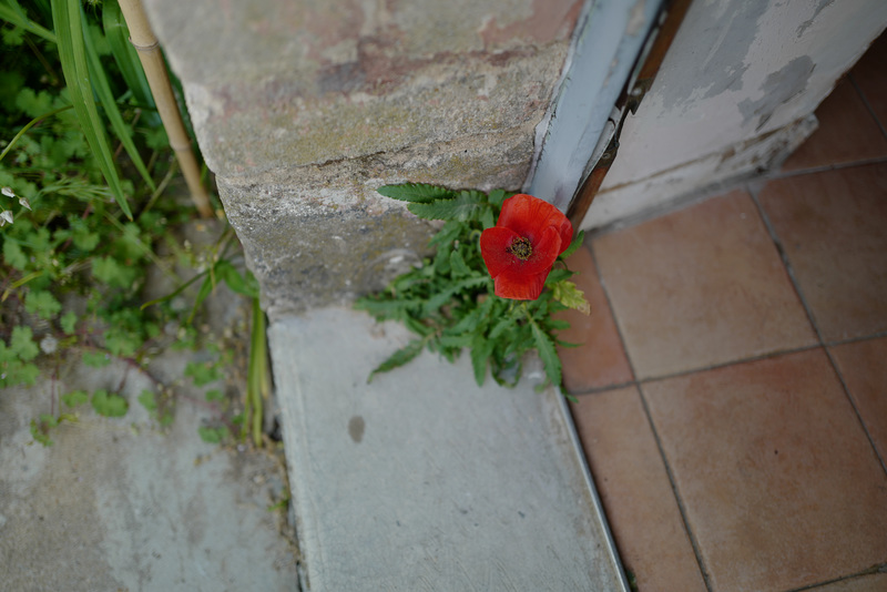 coquelicot, pas de porte