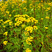 Rainfarn (Tanacetum vulgare L.,[1] Synonym: Chrysanthemum vulgare (L.) Bernh.)
