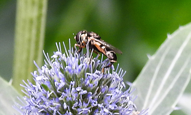 20230719 2529CPw [D~LIP] Flachblättriger Mannstreu (Eryngium planum), Kleine Mistbiene (Syritta pipiens), Bad Salzuflen