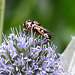 20230719 2529CPw [D~LIP] Flachblättriger Mannstreu (Eryngium planum), Kleine Mistbiene (Syritta pipiens), Bad Salzuflen