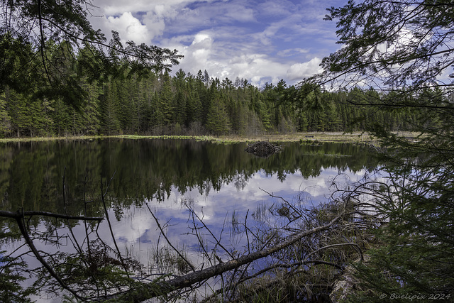 ein durch Biber geschaffener See (© Buelipix)