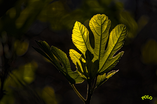 Hojas de la higuera [Ficus carica] en luz y sombra.