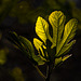 Hojas de la higuera [Ficus carica] en luz y sombra.