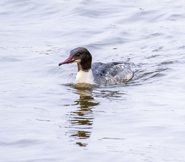 Goosander