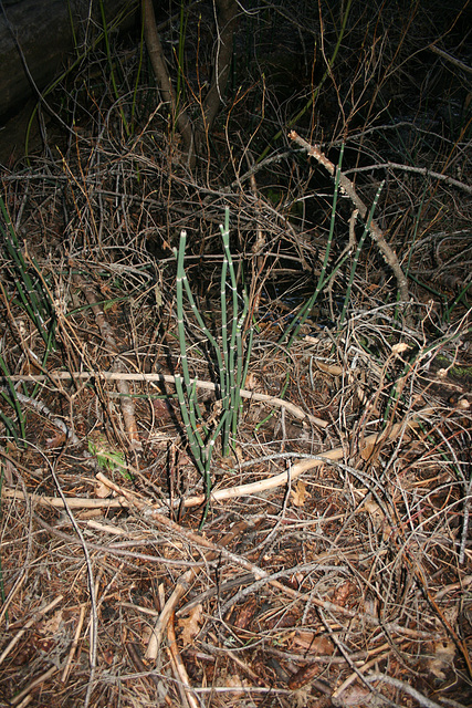 Horsetail