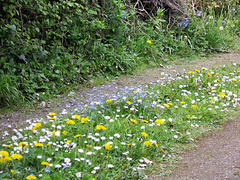 This part of the driveway is full of daisies and dandelions