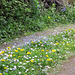 This part of the driveway is full of daisies and dandelions