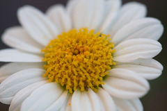 Daisy