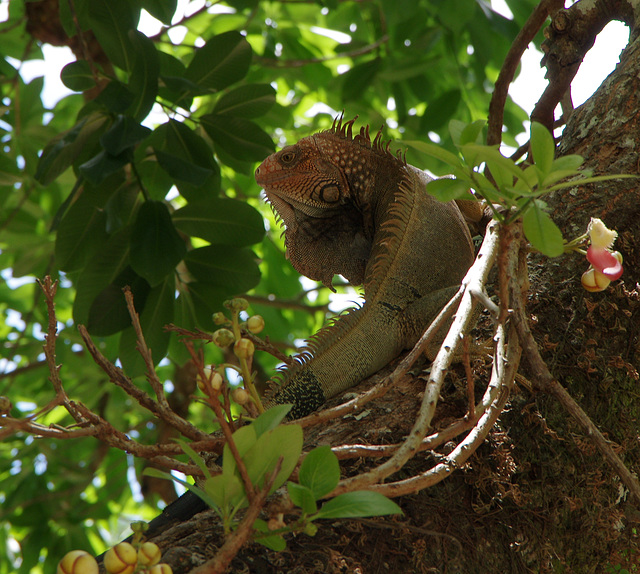 Green Iguana (male) in a Cannonball Tree