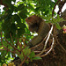 Green Iguana (male) in a Cannonball Tree
