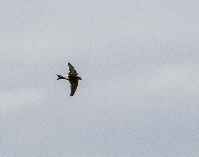 Sand martin