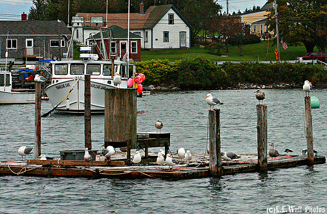 Gulls Just Hanging Out in Cutler