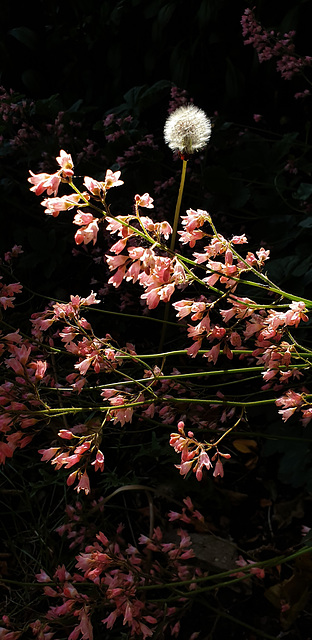 Garden Light